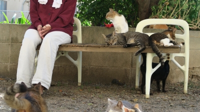 長崎県 池島の猫 ２０１６年１０月 あすはどっちだ